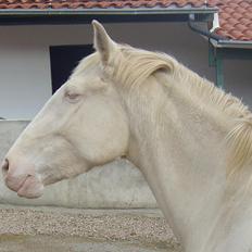 Lusitano Eterea