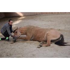 Anden særlig race Sally