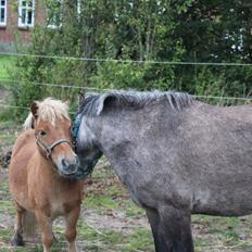 Shetlænder Bambino