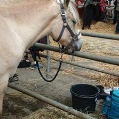 Fjordhest Højvanggaards saga