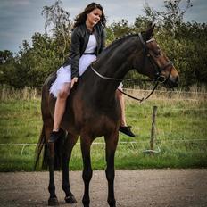 Svensk Varmblod WELTIZZE