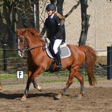 Hollandsk Sportspony Mon Cheval