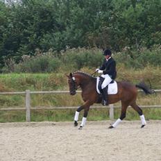 Dansk Varmblod Tjørnelunds Little Dream Time RDS