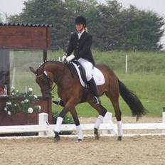 Dansk Varmblod Tjørnelunds Little Dream Time RDS