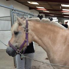 Fjordhest Bina (Lånt)