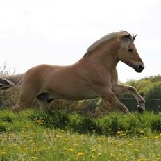 Fjordhest Florian skovå