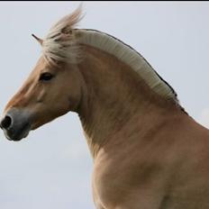 Fjordhest Florian skovå