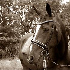 Dansk Varmblod Next To Everything