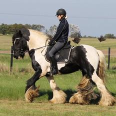 Tinker Lillevang´s Gigant/MODEL R.i.p.