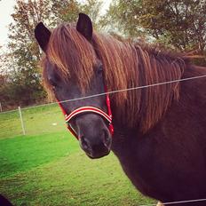 Islænder Gletta fra Puglund 