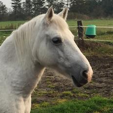 Welsh Pony (sec B) Zafir