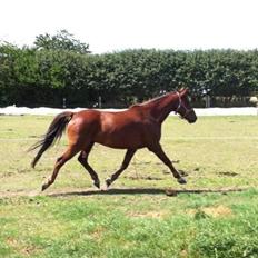 Anden særlig race Quincy of Ivanhoe