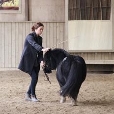 Shetlænder Vito Saelberch