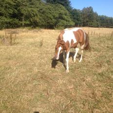 Paint Ravnens Lady Marion