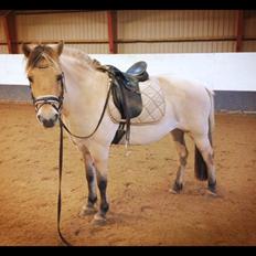 Fjordhest Oline Fjordvang