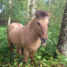 Islænder Solfari fra højen