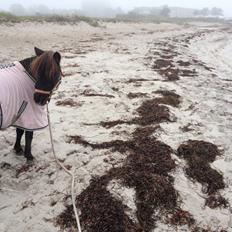 Anden særlig race Farmens Lucy *Tidliger hest*