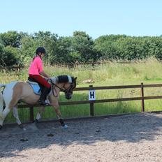 Hollandsk Sportspony Capello Ivo !<3