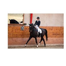 Dansk Varmblod atterupgaards Wellington