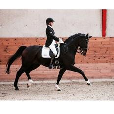 Dansk Varmblod atterupgaards Wellington