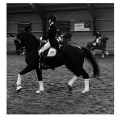 Dansk Varmblod atterupgaards Wellington