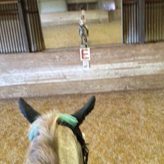 Appaloosa Caiso [tidligere låne hest]