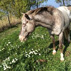 Appaloosa Caiso [tidligere låne hest]