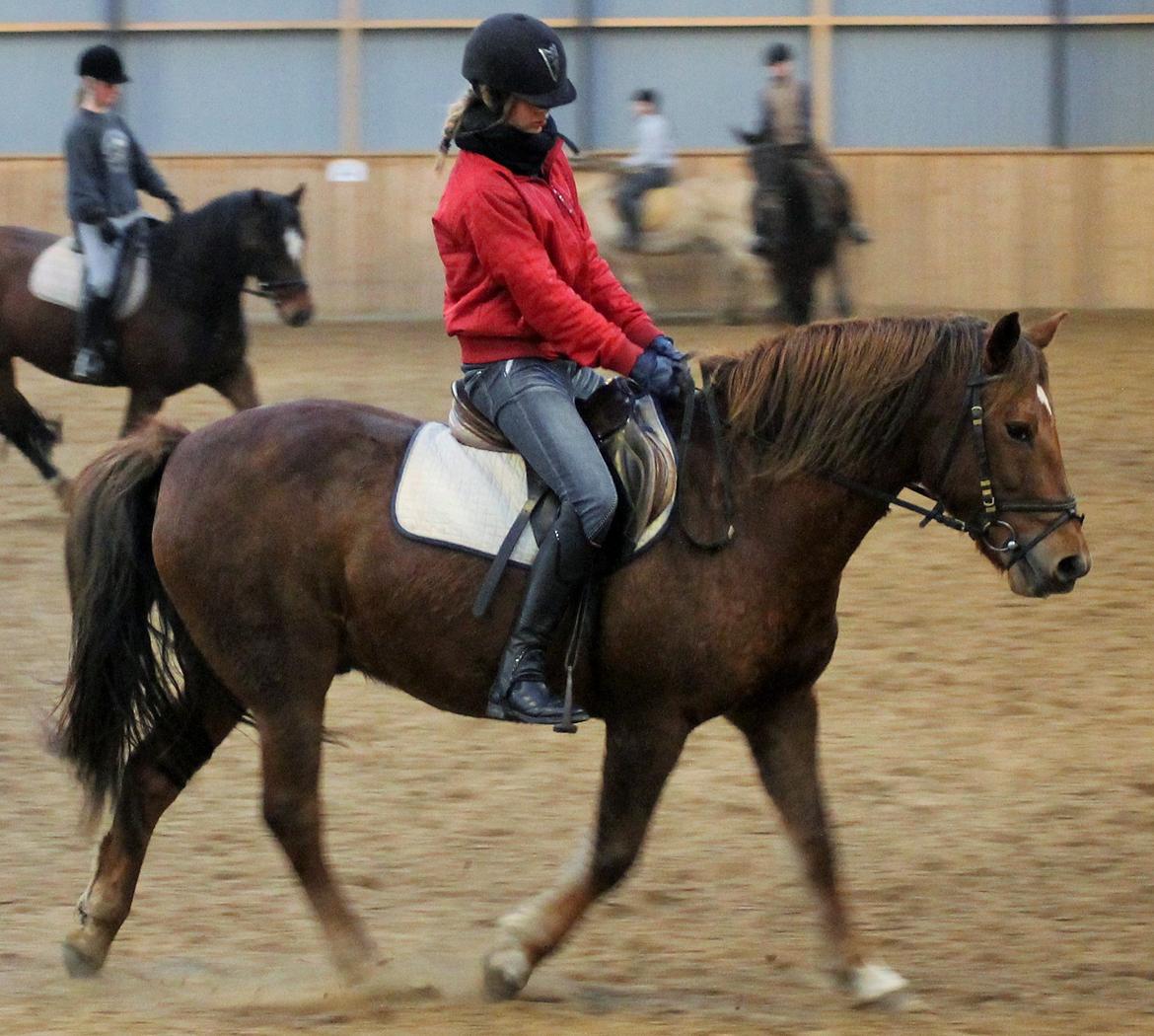 New Forest Monty af Bråskovgård - Var lige ude og prøve ham igen :D billede 20