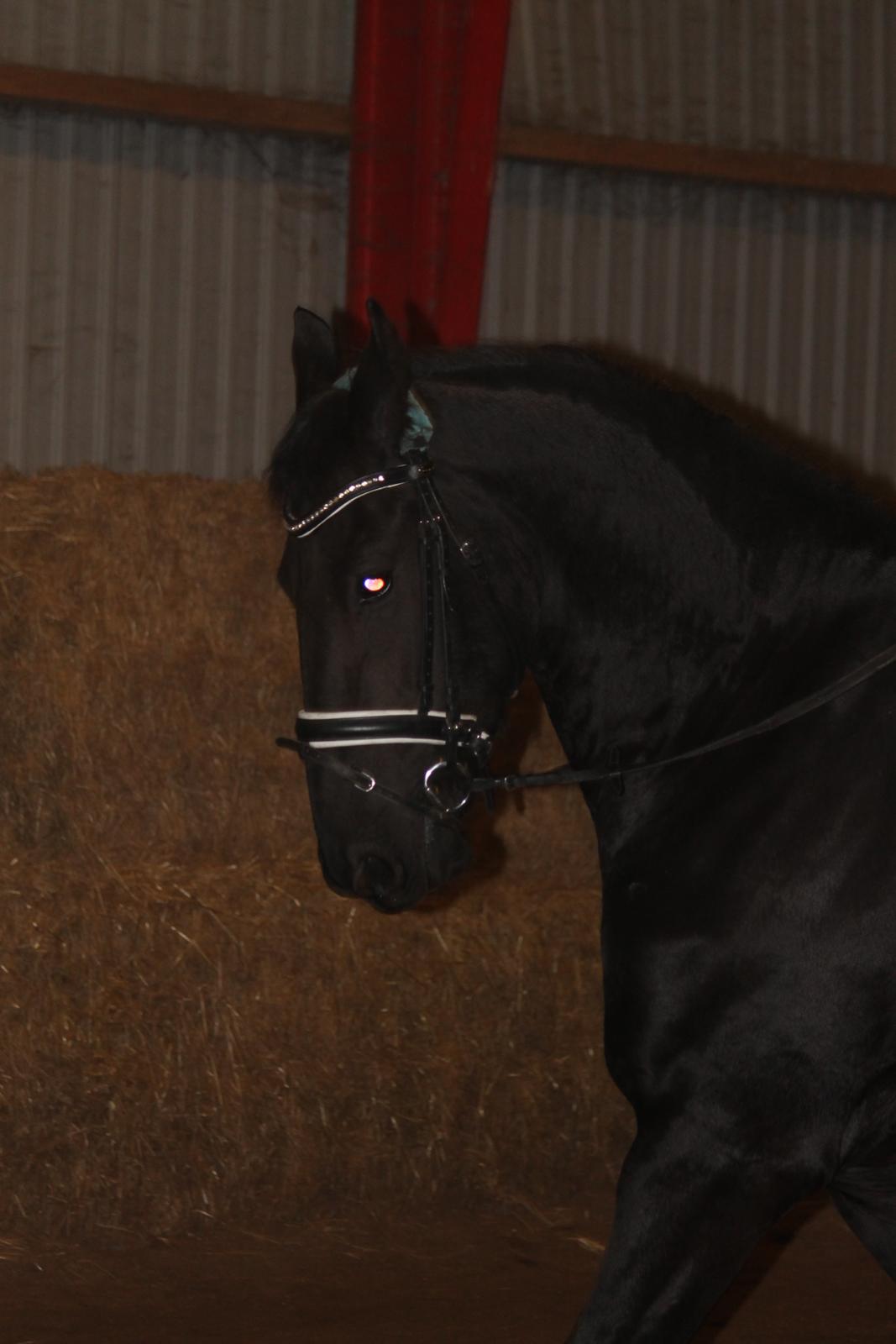 Frieser Hasse Krongaard (HK = Kælenavn) billede 6