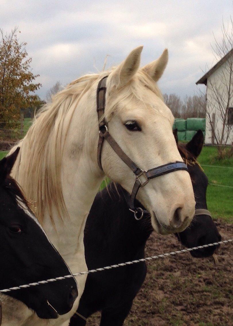 Palomino Sun Dancer billede 37