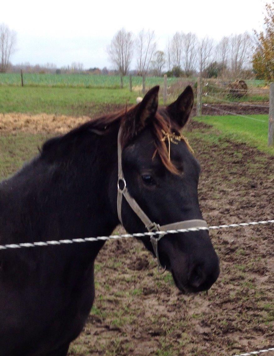 Anden særlig race Finest Mocca billede 32