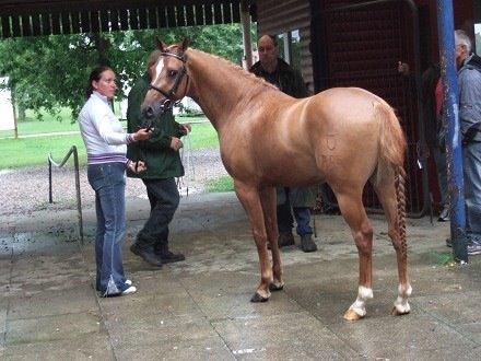 Welsh Partbred (Sec F) Daimler - Daim til måling  billede 18