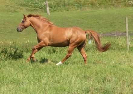 Welsh Partbred (Sec F) Daimler billede 20