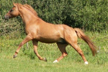 Welsh Partbred (Sec F) Daimler billede 21