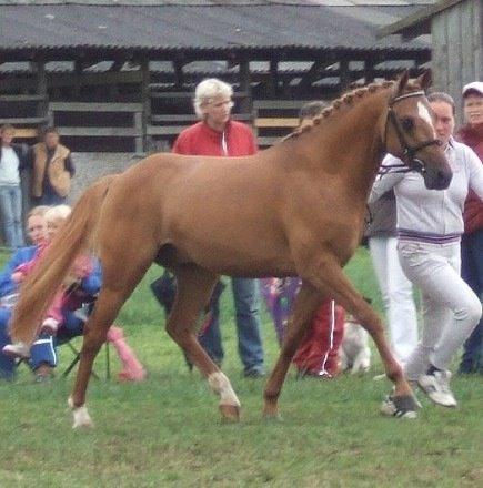 Welsh Partbred (Sec F) Daimler - Til kåring billede 19