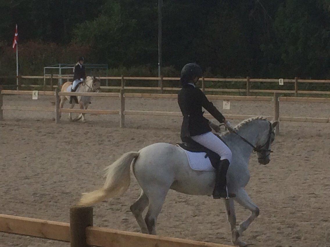 Welsh Pony (sec B) Skovbjergs Choice billede 17