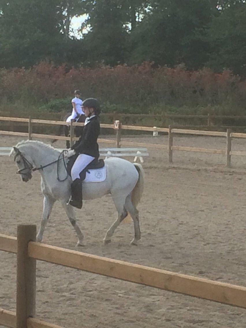 Welsh Pony (sec B) Skovbjergs Choice billede 16