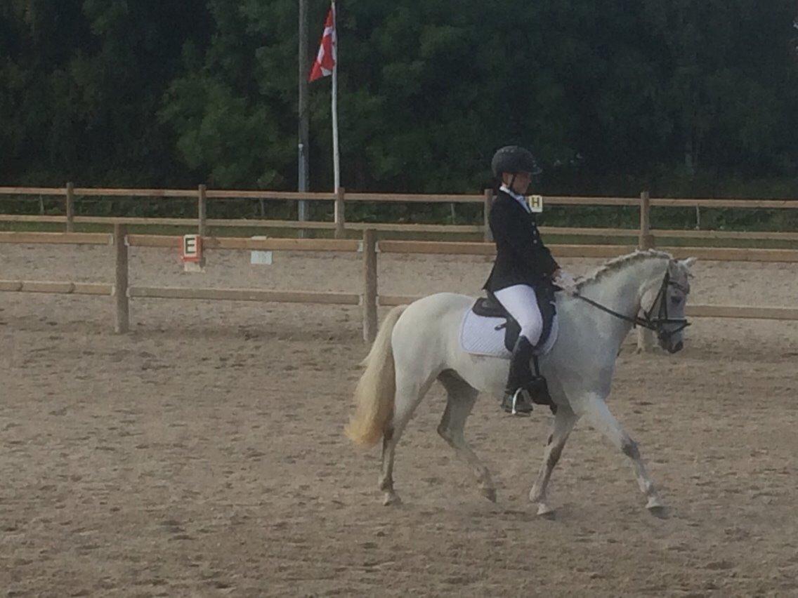 Welsh Pony (sec B) Skovbjergs Choice billede 18