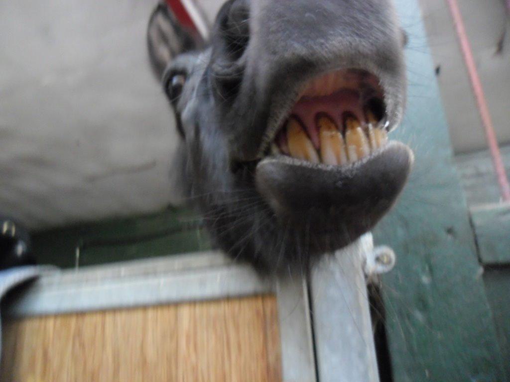 Anden særlig race Black Girl billede 10