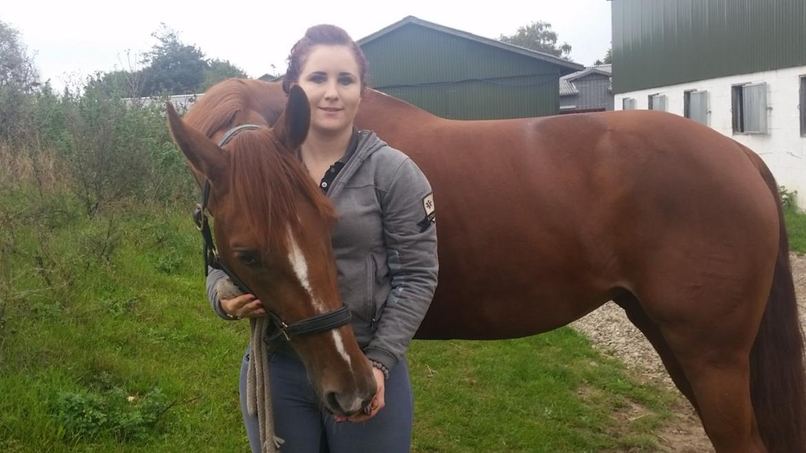 Dansk Varmblod Fiona - Sidste dag med min stjerne <3  Savner hende så forfærdetligt :'( billede 11