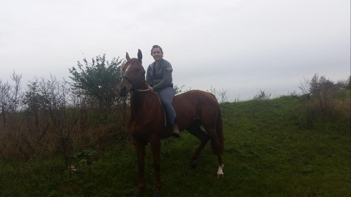 Dansk Varmblod Fiona - Sidste dag med min stjerne <3 billede 10