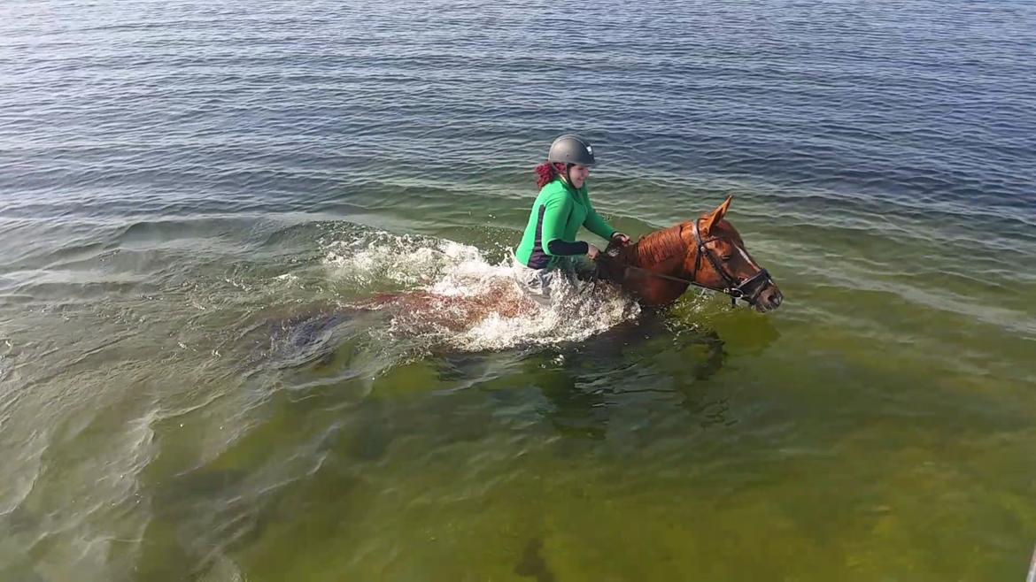 Dansk Varmblod Fiona - Sidste tur på verdens bedste <3 Røde <3 billede 9