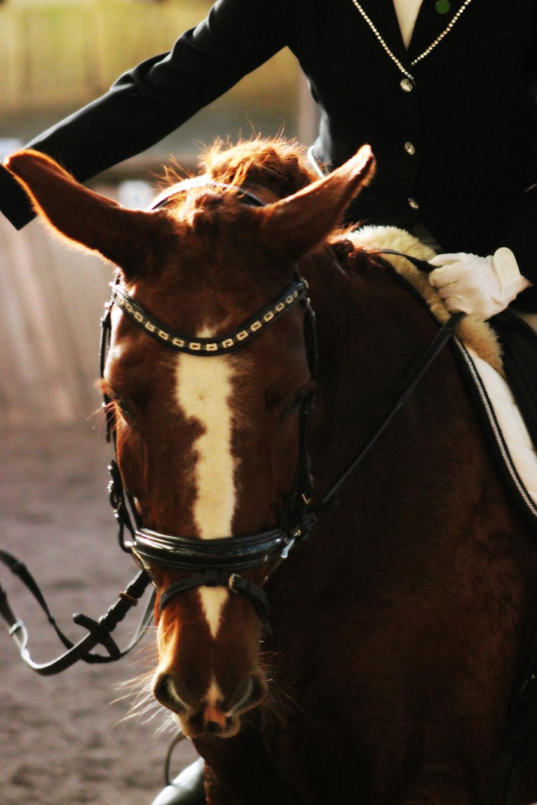Anden særlig race Sunrise *Sunnie* - Min lille prinsesse, efter endt ridt i vores hidtil bedste stævne ridt <3  billede 3