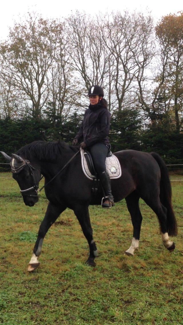 Anden særlig race Colardo billede 6