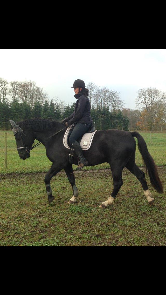 Anden særlig race Colardo billede 8