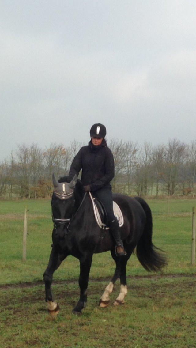 Anden særlig race Colardo billede 7