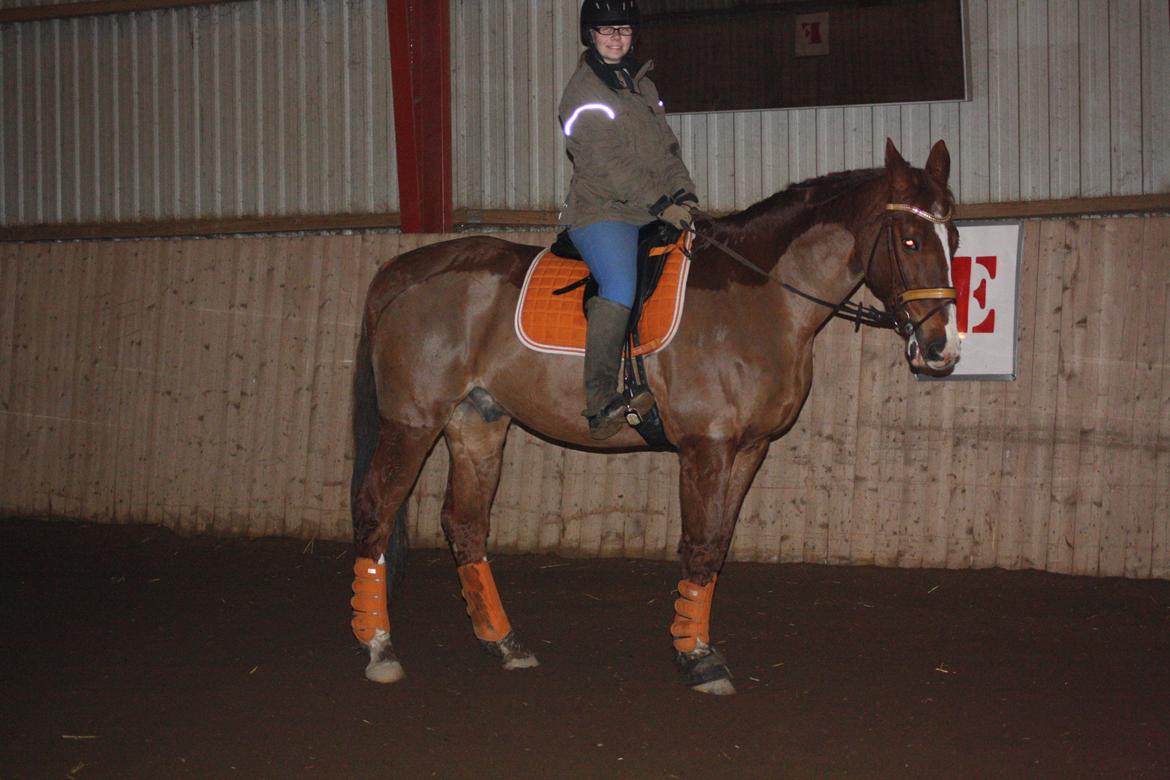 Dansk Varmblod Hopkins billede 20