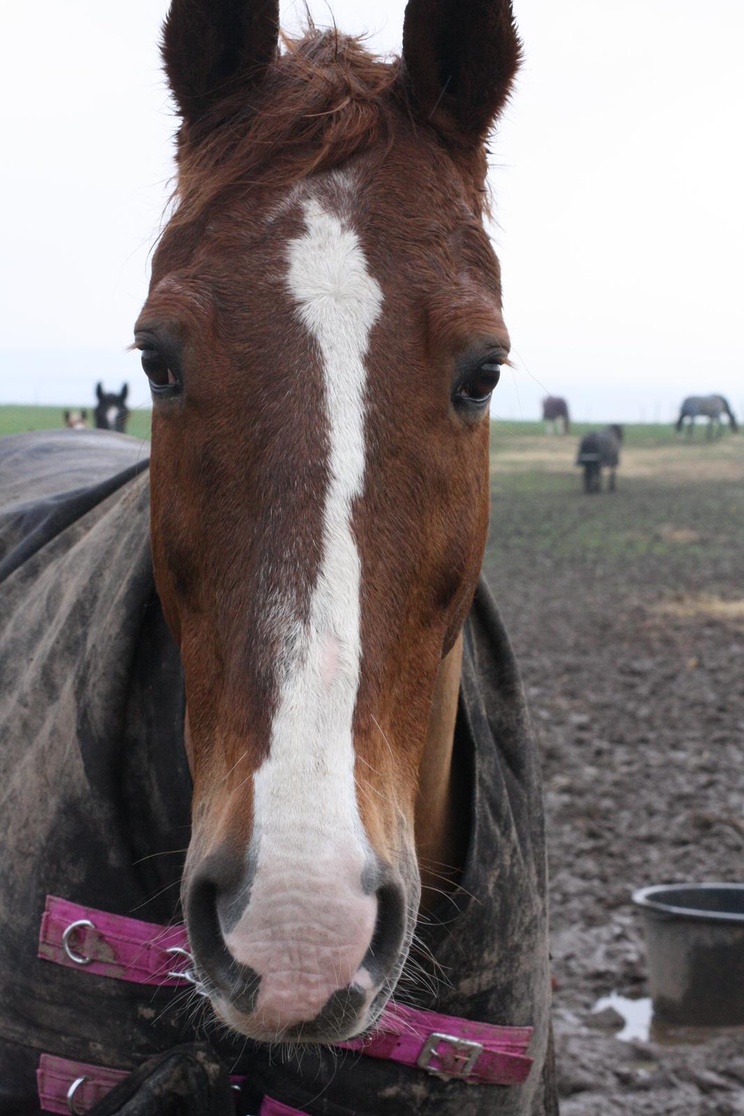 Dansk Varmblod Hopkins billede 16