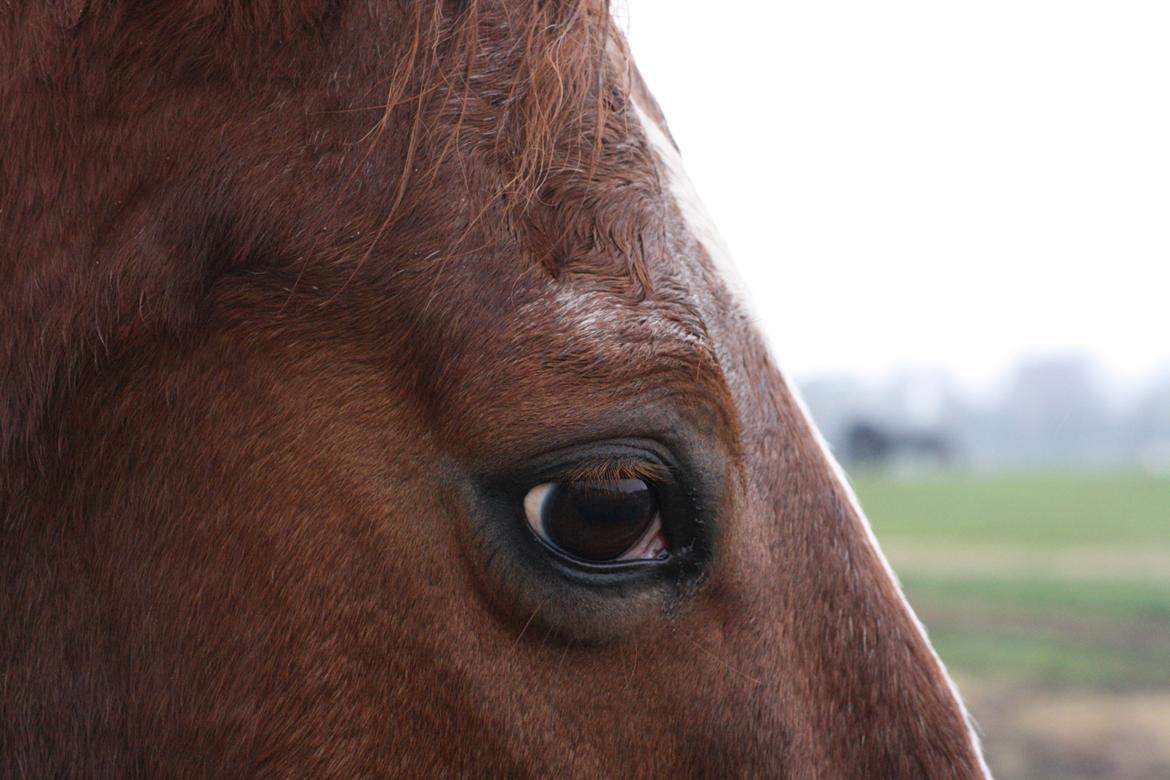 Dansk Varmblod Hopkins billede 9