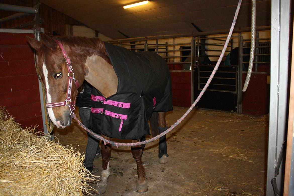 Dansk Varmblod Hopkins - Hopkins da han lige var blevet klippet :) han tog det så pænt  billede 21